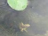 froggirlLondon