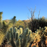 Cactus