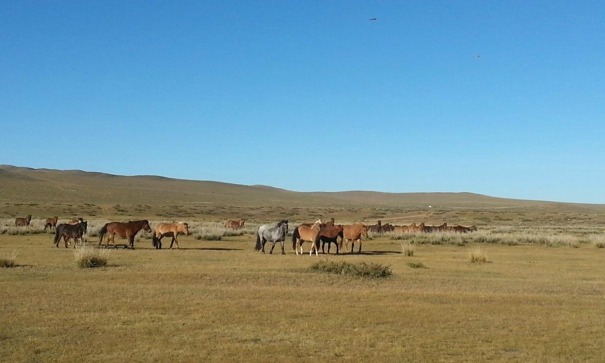 Horse Trails Mongolia - Day Treks - All You Need to Know BEFORE You Go ...