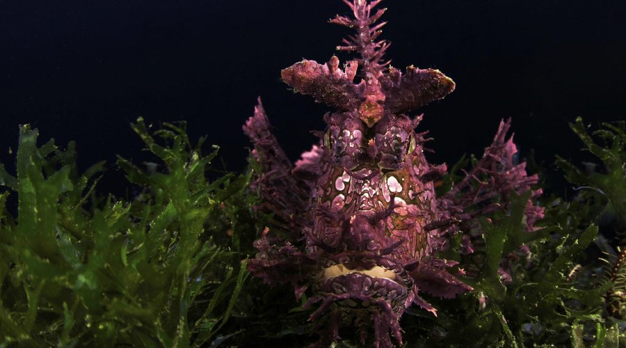 underwater
