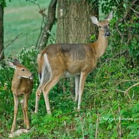 White Tail
