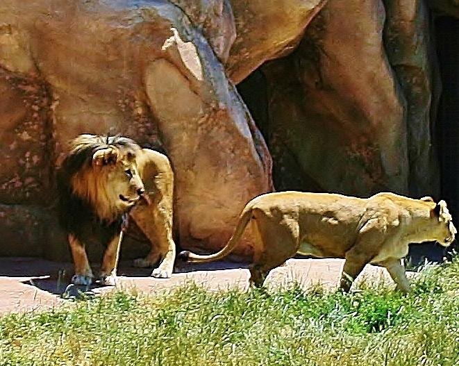 Denver Zoo image