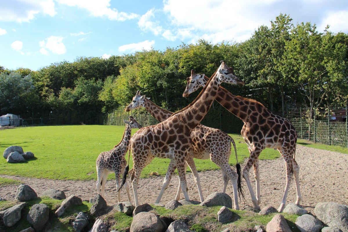 Aalborg Zoologiske Have, Ольборг: лучшие советы перед посещением -  Tripadvisor