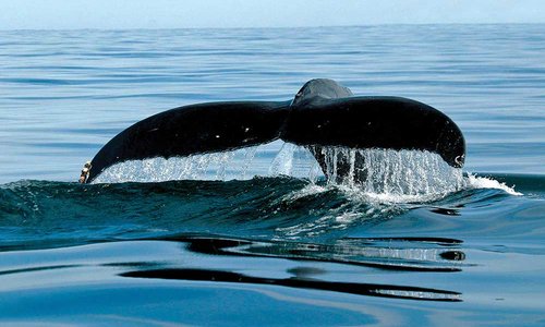Whale watching