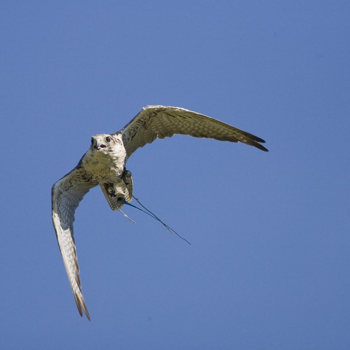 Birds of prey experiences in Wales, Things to do