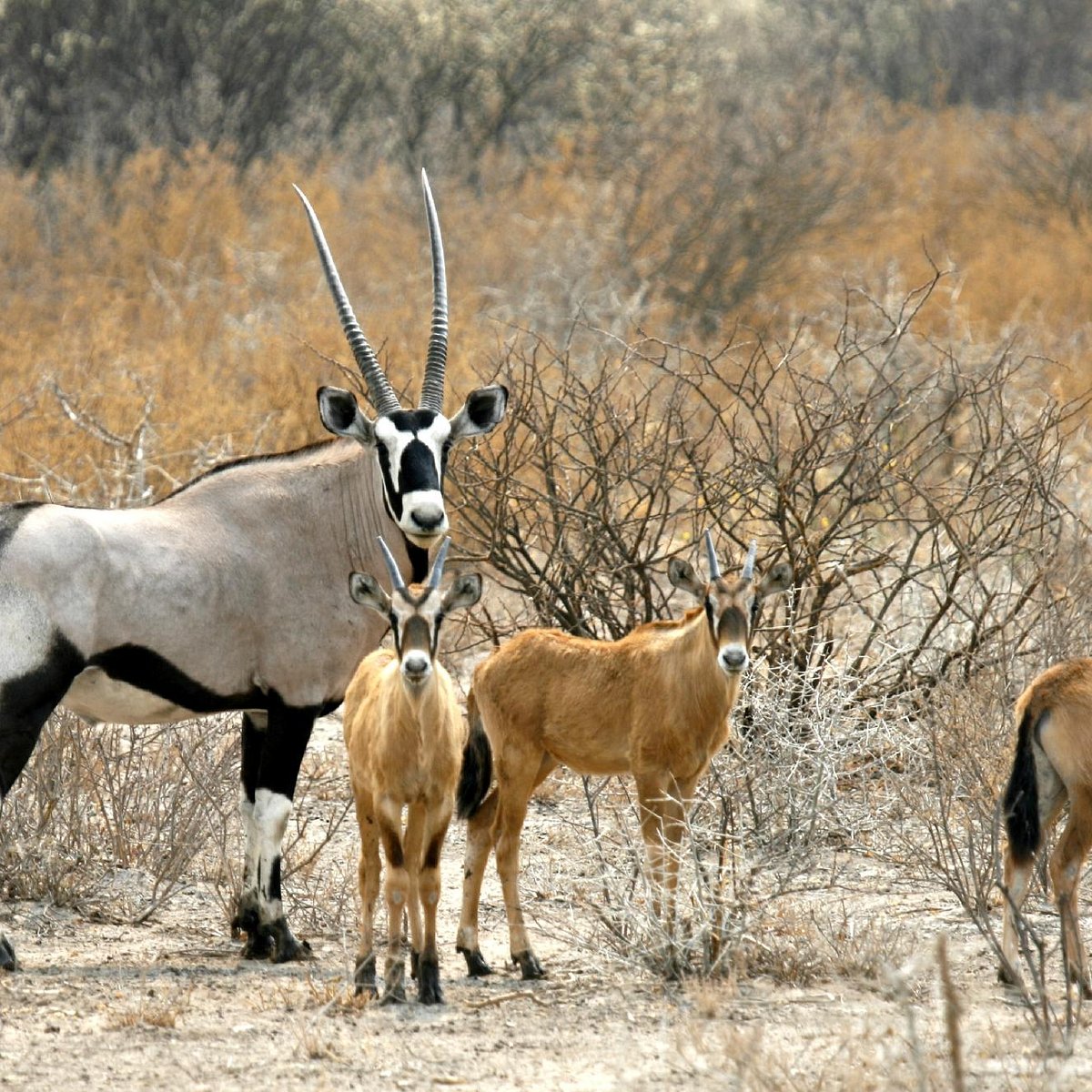 KALAHARI DESERT (Tshabong) - All You Need to Know BEFORE You Go KALAHARI DESERT (Tshabong) - All You Need to Know BEFORE You Go