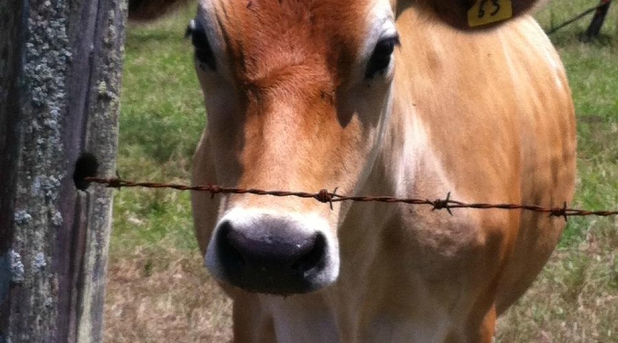 Beautiful gentle shy cow.