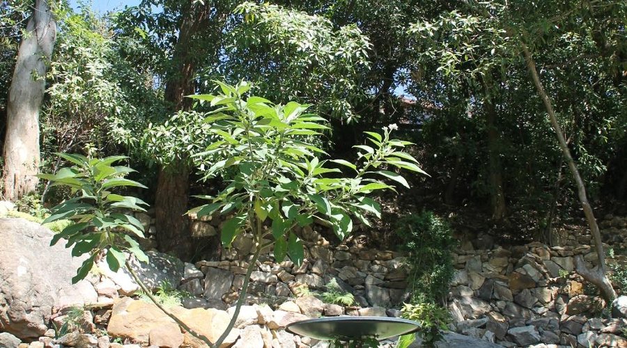 landscaping in the park