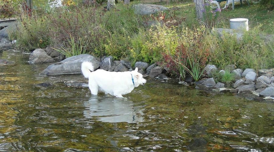 Floozee cooling off in the lake