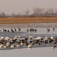 Loess Bluffs National Wildlife Refuge (Mound City) - All You Need to ...