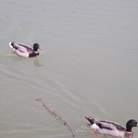 piccoli abitanti del lago