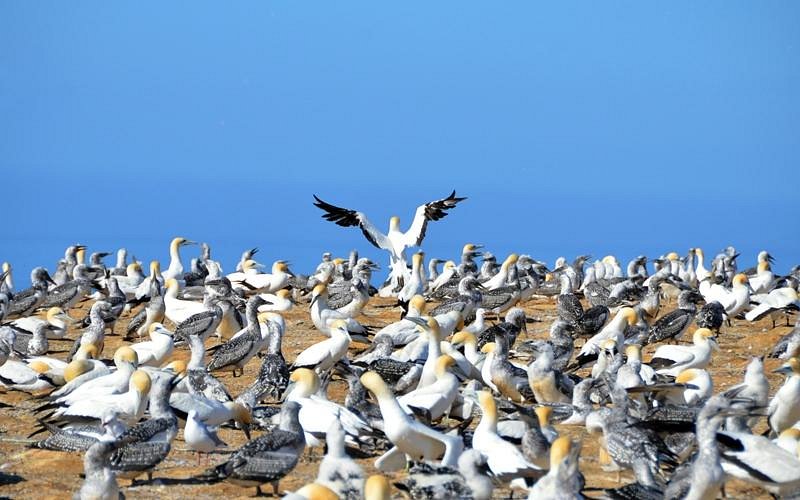 Gannet Colony image