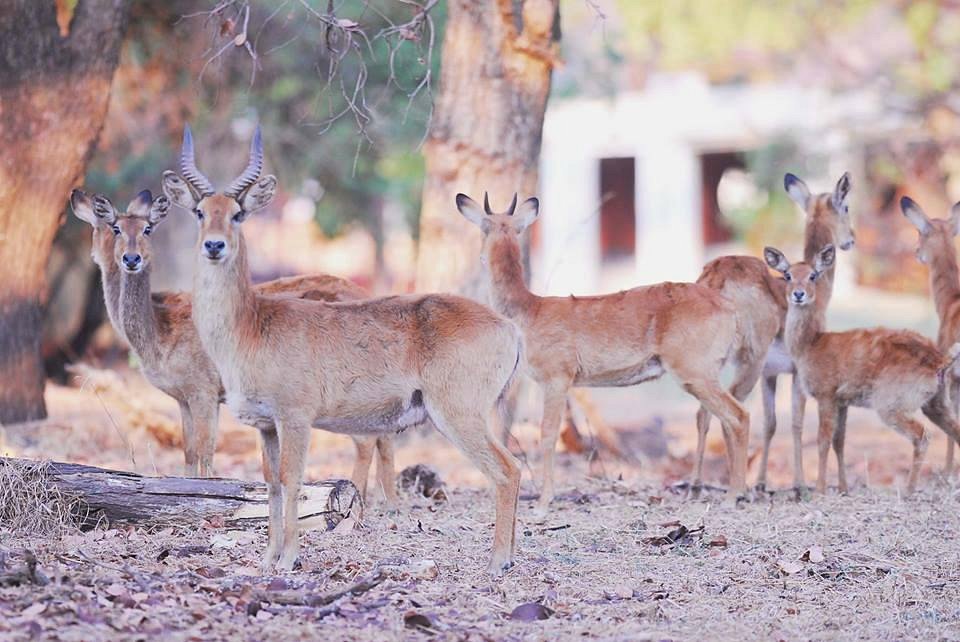 Lilayi Lodge Rooms: Pictures & Reviews - Tripadvisor Lilayi Lodge Rooms: Pictures & Reviews - Tripadvisor