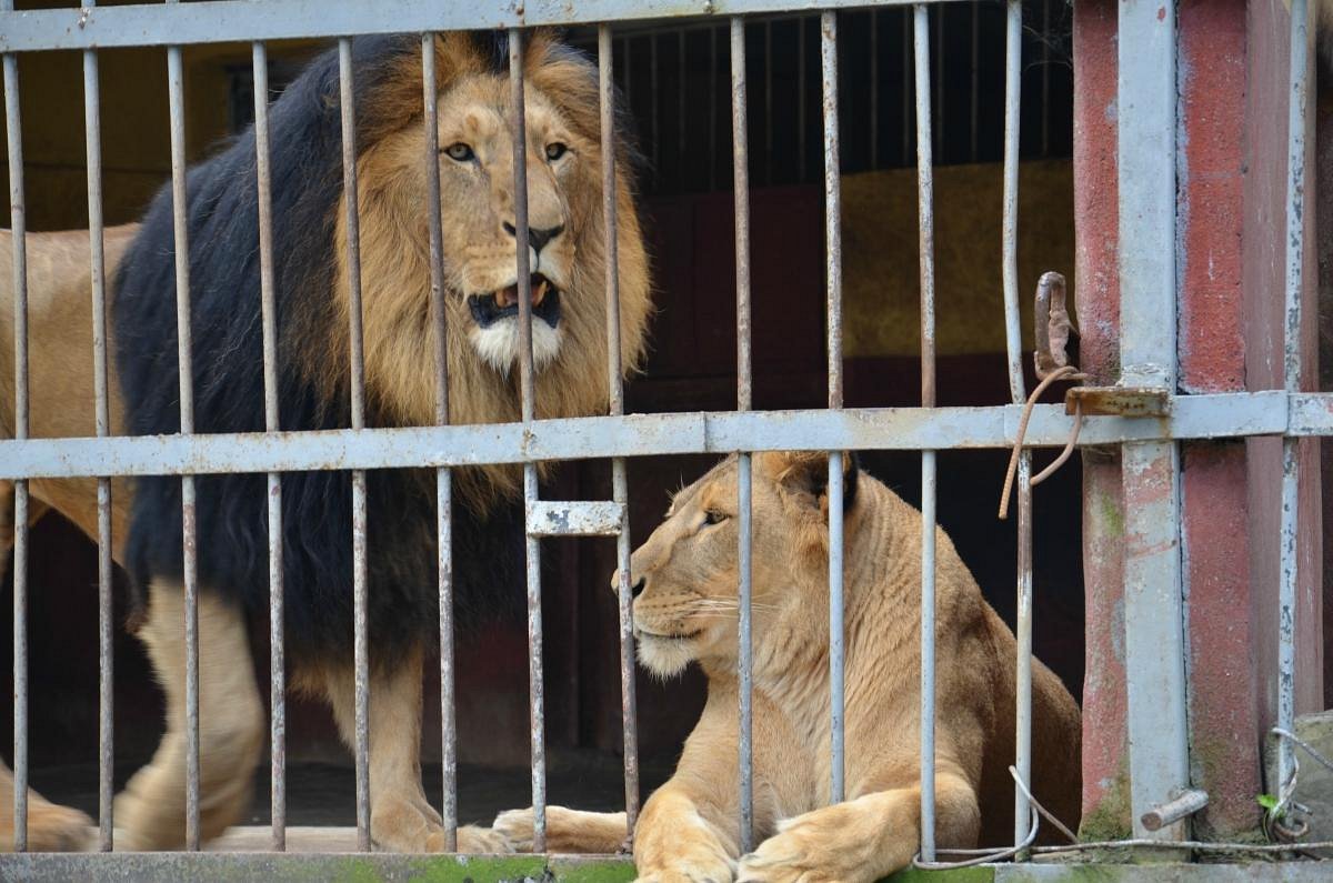 Africa, Lion & Lioness - Picture of Jacksonville Zoo & Gardens - Tripadvisor