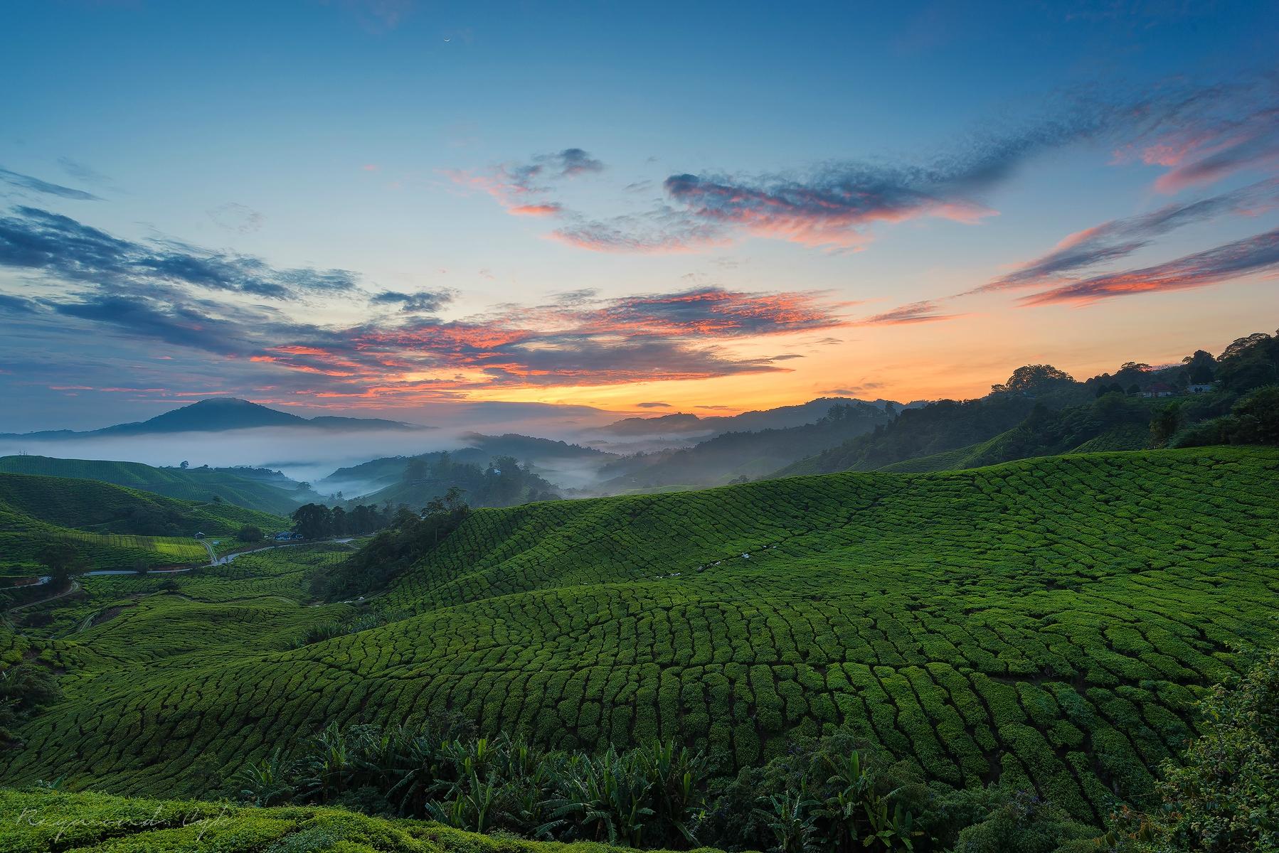 Boh's Tea Centre (Cameron Highlands) - All You Need To Know BEFORE You Go