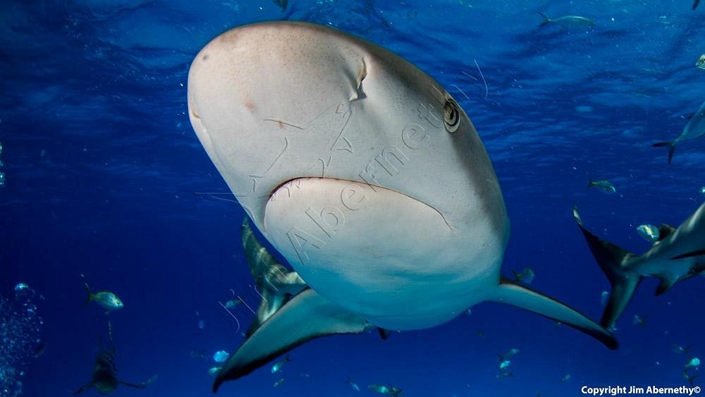 𝗝𝗶𝗺 𝗔𝗯𝗲𝗿𝗻𝗲𝘁𝗵𝘆 on Instagram: Hook Removal Video by  @jim_abernethy // It is incredibly difficult to remove a hook from a shark  and even more difficult to do it with just one hand.