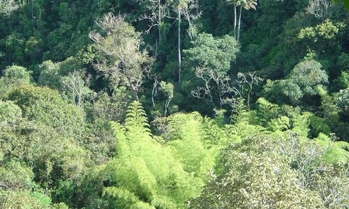 Our well preserved Rain Fores,t overlooking the "Guadual" (native bamboo).