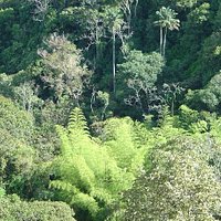 Our well preserved Rain Fores,t overlooking the "Guadual" (native bamboo).