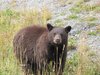 mummabear