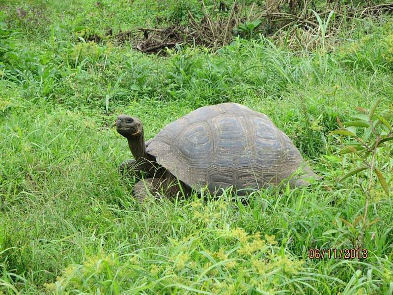 Tortuga bay эквадор. Пуэрто Айора Галапагосы.