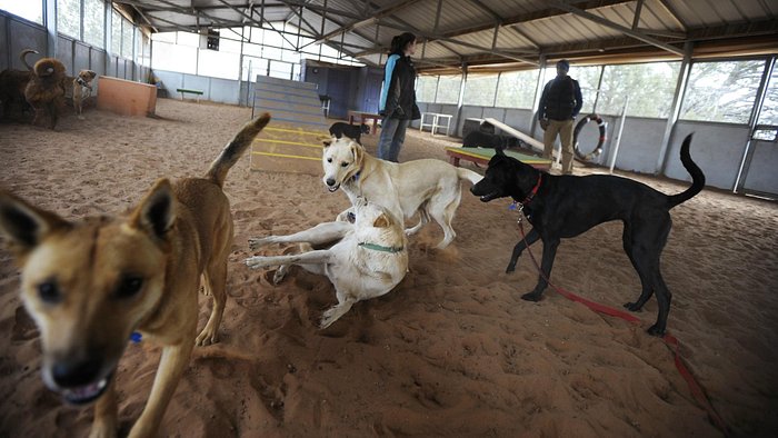 Goat and dog BFFs head to new forever home together: 'It warms our