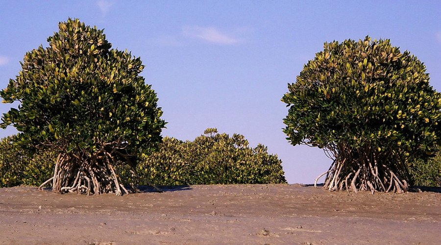 Mangrove forests of Qeshm
