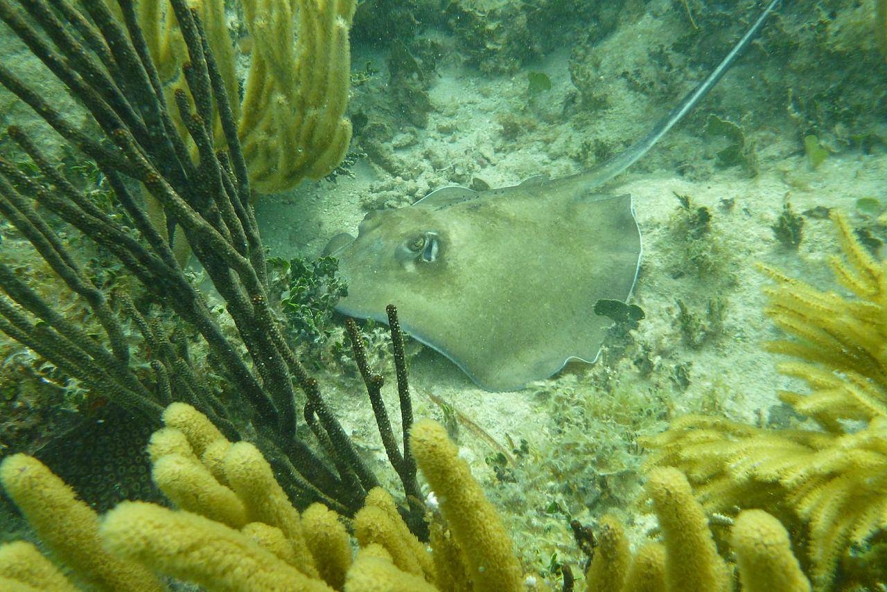 abe's bio bay tours on vieques