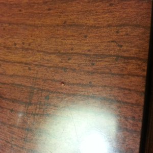 the bed bug they said was an ant