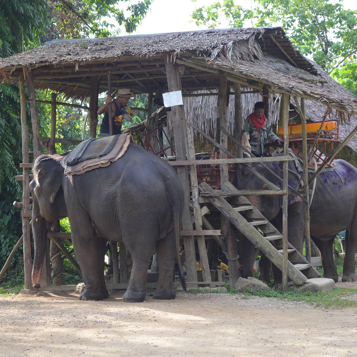 Лагерь слонов в Таиланде. Слон лагерь. Краби Таун. Krabi's best Elephant Sanctuary. Elephant camp