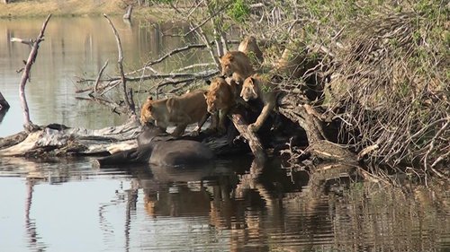 Chobe National Park review images