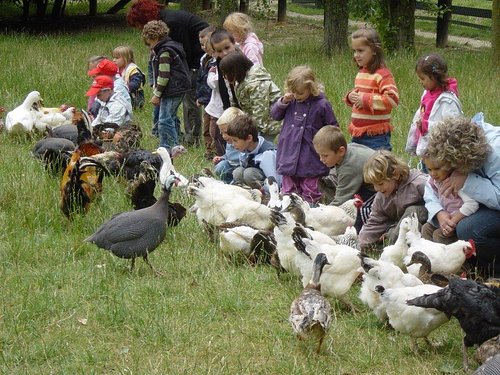 Visiter une ferme avec les enfants !