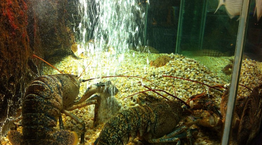 Lavagantes no aquário da Marisqueira, o cliente é que escolhe o que quer para a sua mesa...