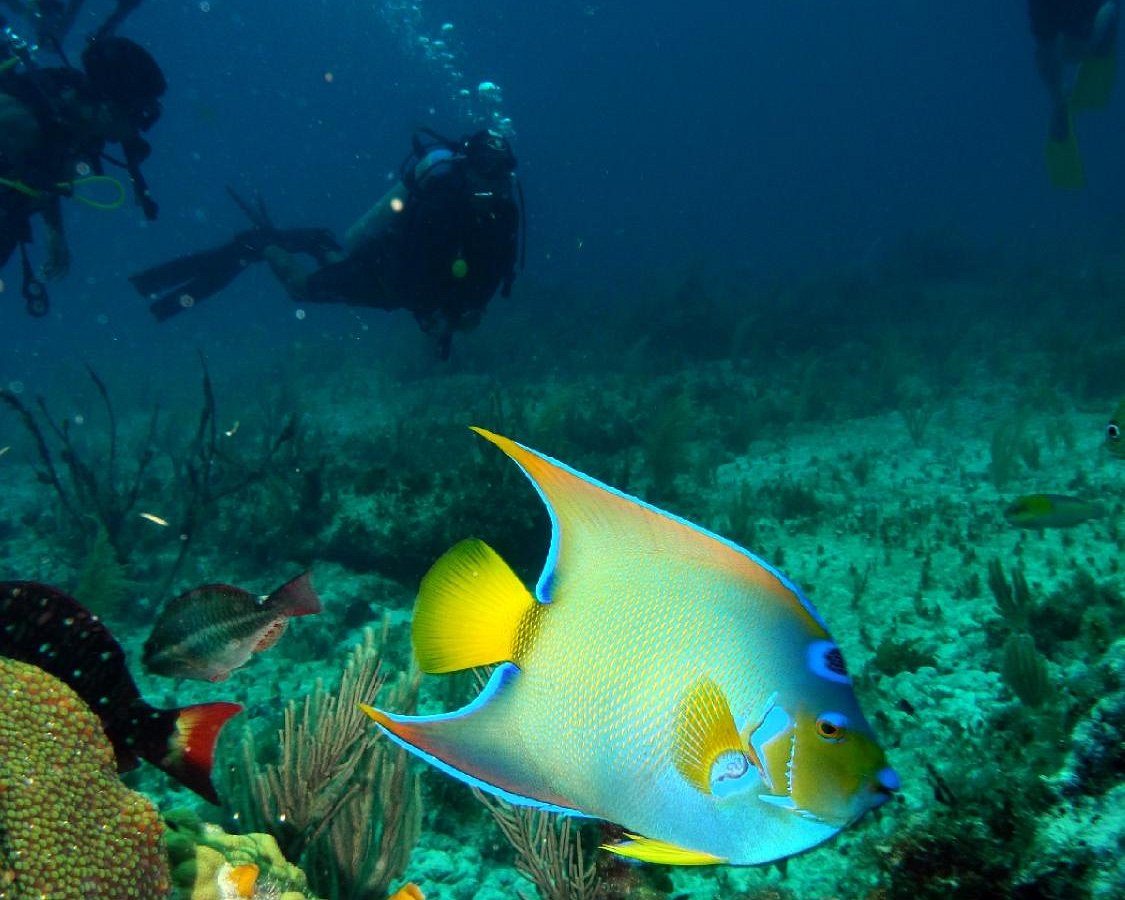 scuba diving cancun reviews