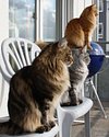 Fans_of_Maine_Coon