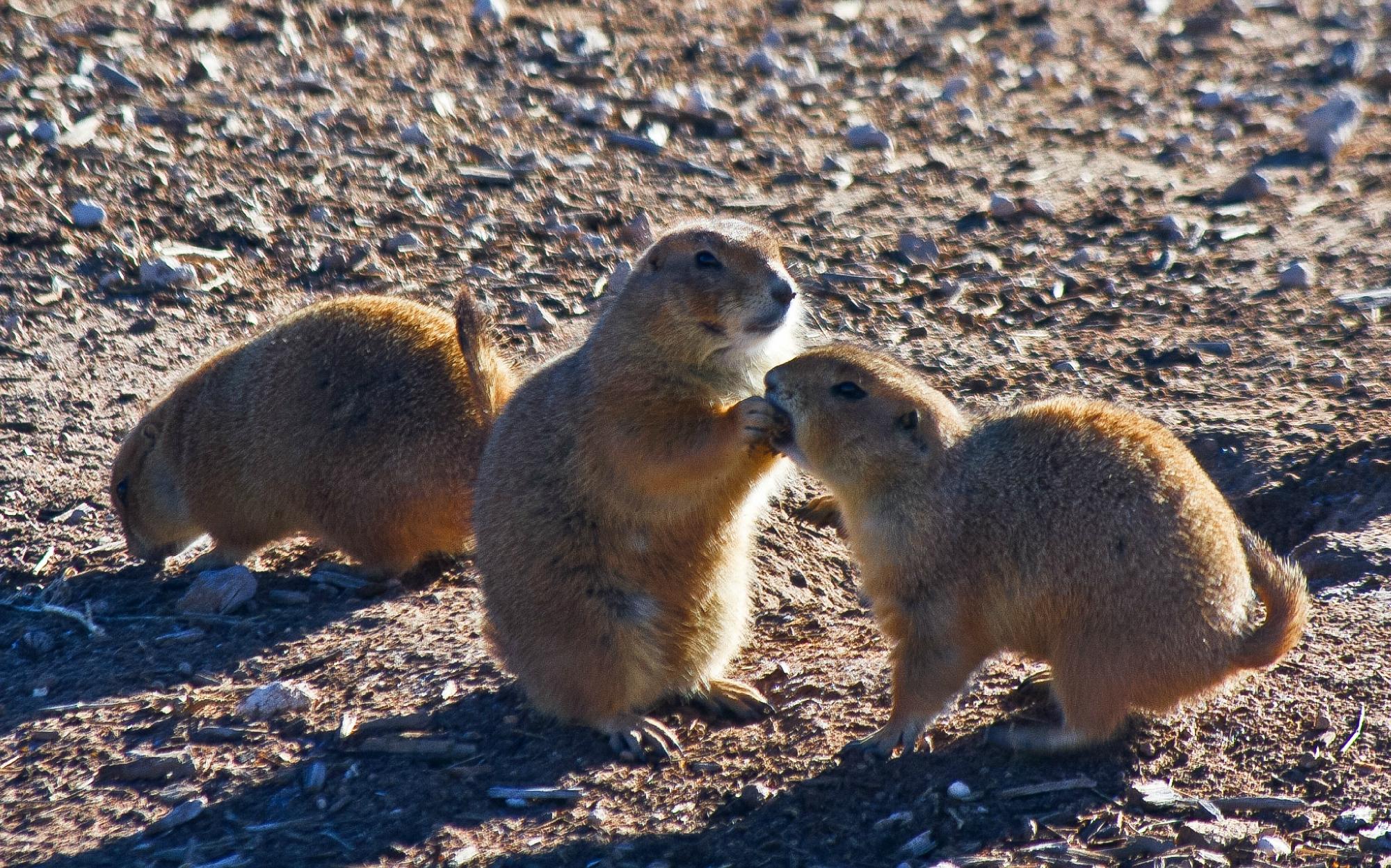 THE 15 BEST Things to Do in Lubbock - 2023 (with Photos) - Tripadvisor