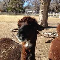 Cute and friendly Alpacas were a bit hit.