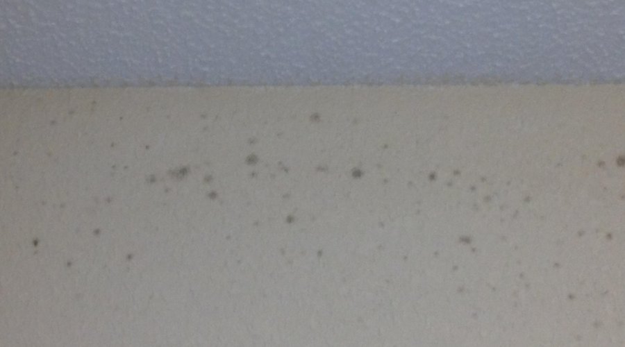 Black Mold ?