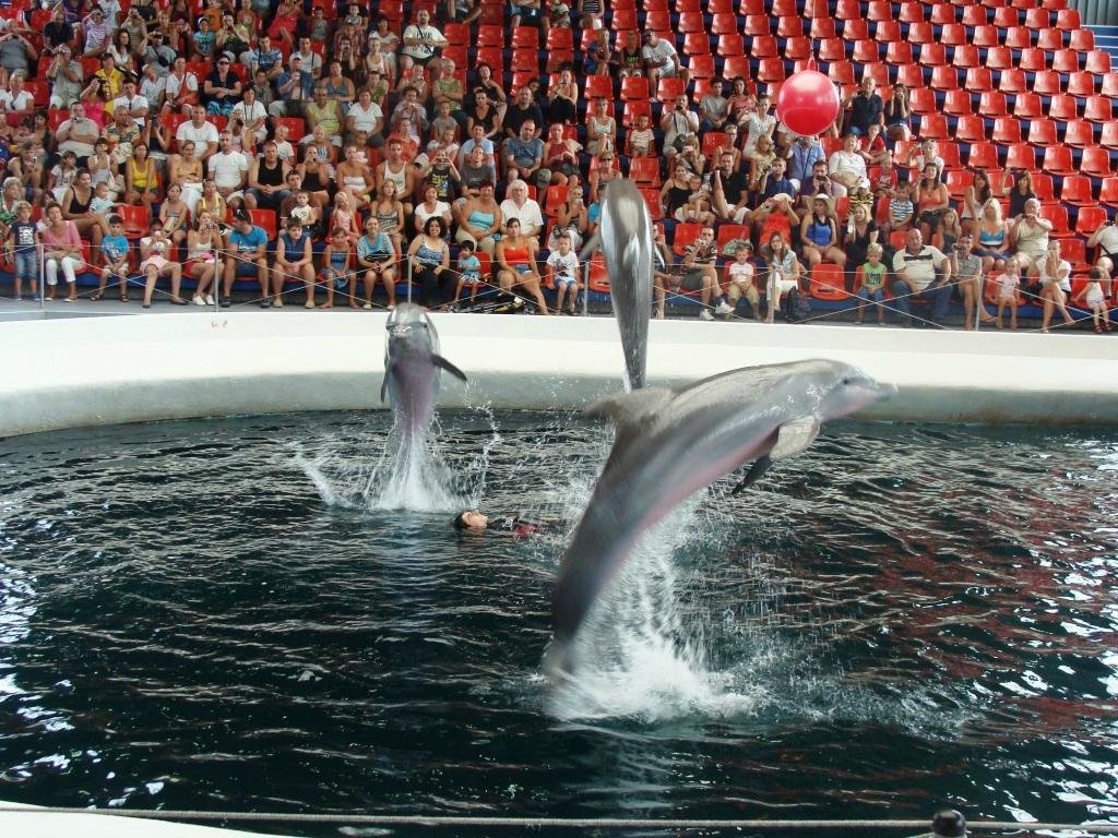 Dolphinarium - All You Need to Know BEFORE You Go (2024)