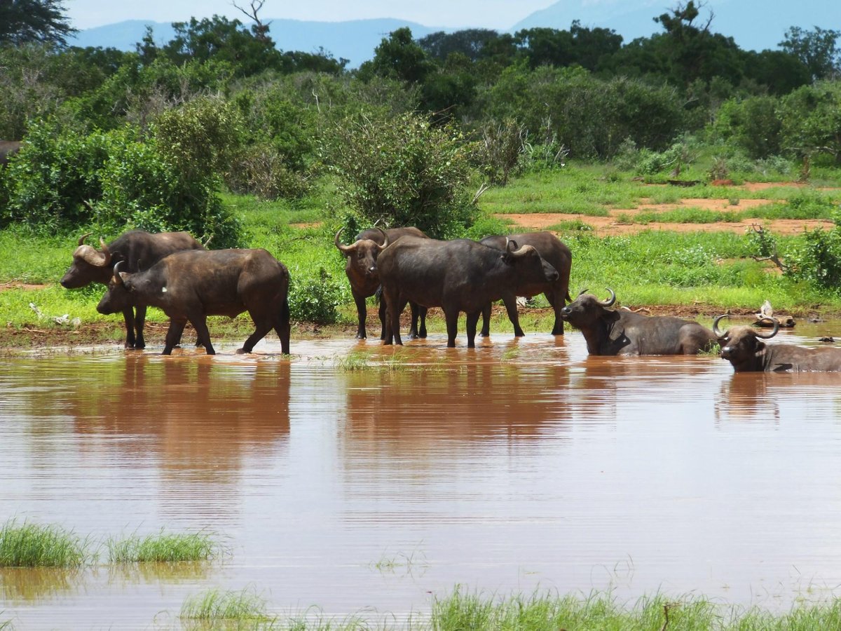 Qui Explosifs Faire face park tsavo Ne pas prendre soulager