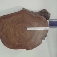 dendrochronolgy