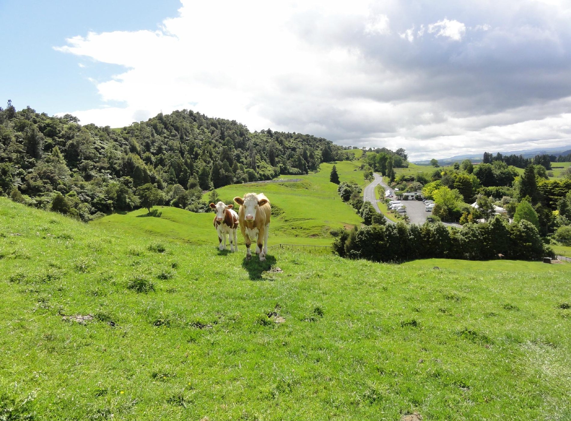 YHA Waitomo Juno Hall by null