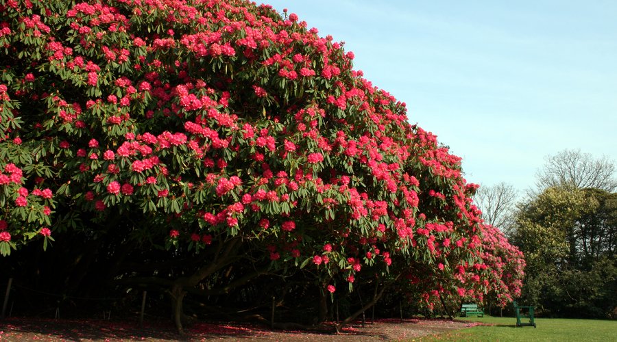 Spring Blooms in the Northern Gardens