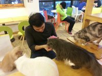 Visiting Tom's Cat Cafe in Seoul