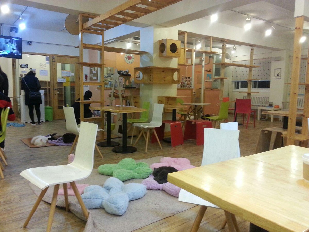 Visiting Tom's Cat Cafe in Seoul