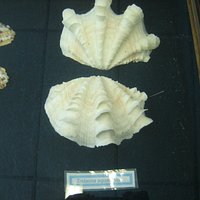 Museu de Vida Marinha- Ubatuba