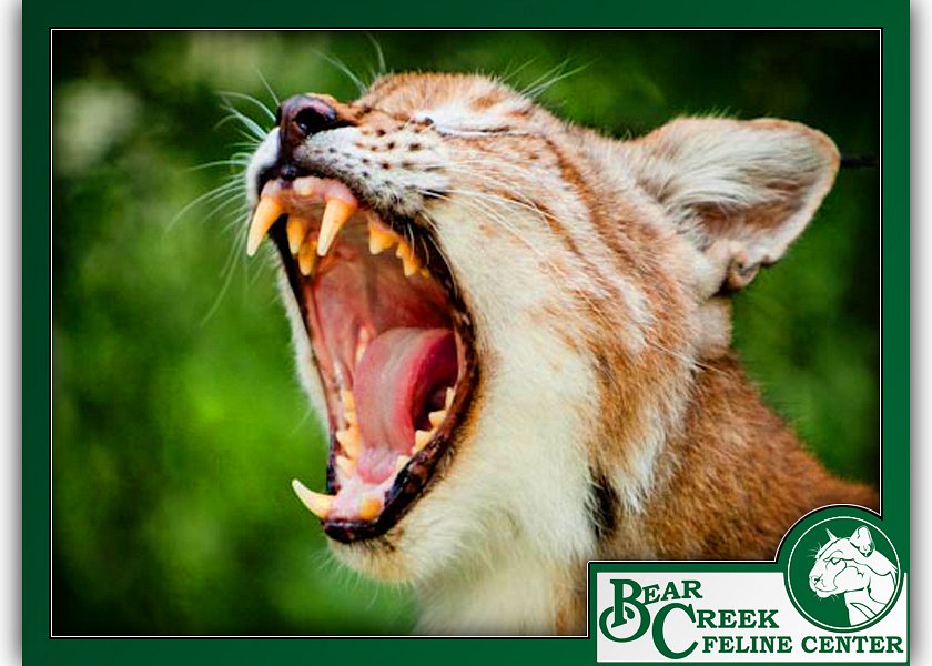 Bear Creek Feline Center image