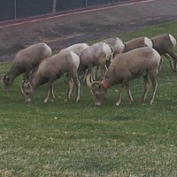 Big Horn Sheep at Hemenway Park