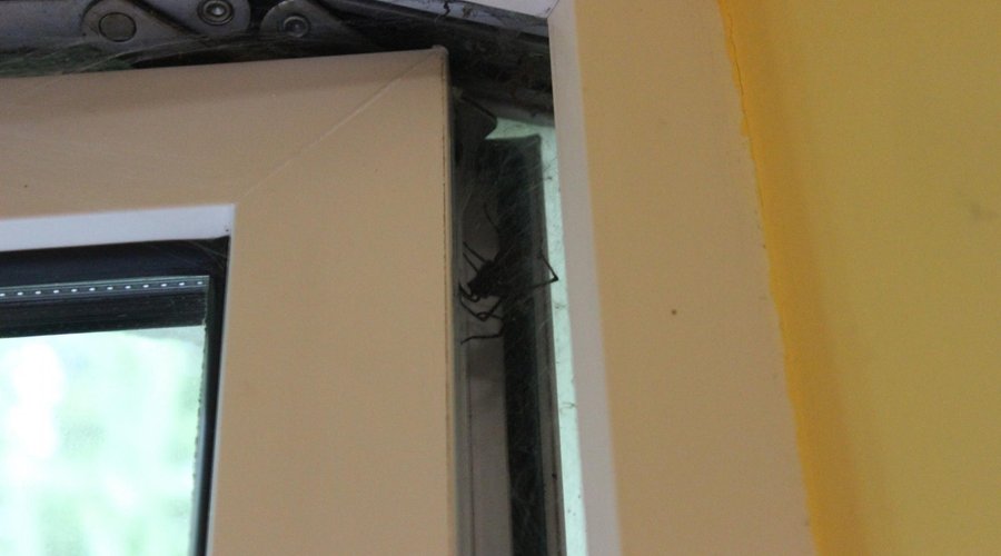 Guy came to say ''welcome''...