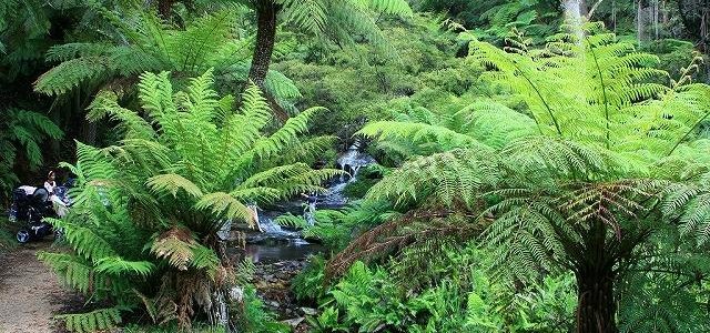 Leura Cascades