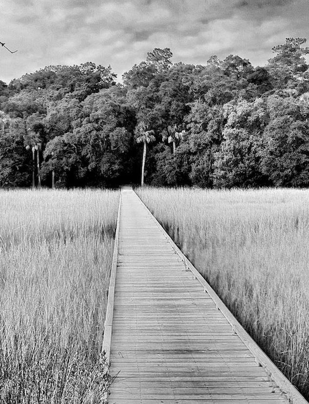 are dogs allowed at edisto state park